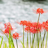 Blooming on the riverside