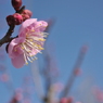 梅、横から
