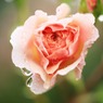 庭の薔薇(ウイリアム・モーリス）