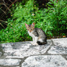 こねこ