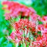 波羅密 ～彼岸の向こう～ 其の二