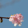 桜と青空