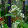 写真句：道の辺の花１：フェンスの花