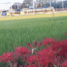 宇都宮LRT