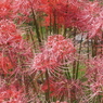 小出川彼岸花