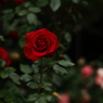 秋薔薇の季節