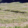 茫洋