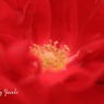 庭の薔薇　