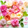 庭の薔薇(秋薔薇）今朝摘んだ薔薇