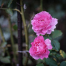 薔薇