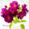 庭の薔薇（ミッドナイトブルー）
