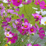 秋の花1