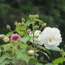 横浜西方寺の酔芙蓉