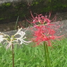 横浜西方寺の彼岸花
