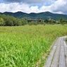 仙石原湿原植生復元区