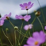 凛：里山の秋桜