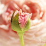 庭の薔薇(スプニールドゥマルメゾン）