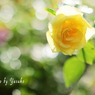 庭の薔薇（グラハムトーマス）