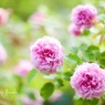 庭の薔薇（ルシエルブルー）