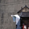 漁港のコサギ②