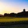 吉備路を歩いて-3　　夕日に輝く稲穂