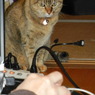 うちのねこ