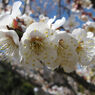 春近し　花９