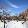 積雪の梅園