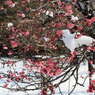 紅梅枝に残る雪