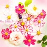 庭の花（色々な花(*^^*)ﾎﾟｯ）