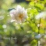 庭の薔薇