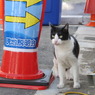 野良猫