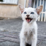 ニャハッ