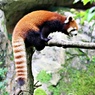 意外に長いレッサーパンダ