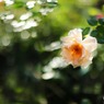 庭の薔薇（ジュリア）