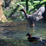 グラスハウスの水鳥