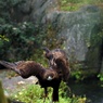 颯爽と参上
