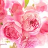 庭の薔薇（アランティッチマーシュ）