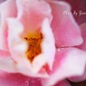庭の薔薇
