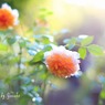 庭の薔薇（グレイス）