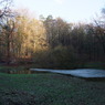 Foret de Soignes