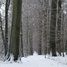 Foret de Soignes