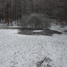 Foret de Soignes