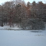 Foret de Soignes
