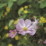 「pink」 (film)