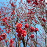 Raining Blossom