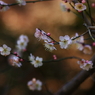 春を誘ってⅤ