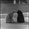 猫の距離感