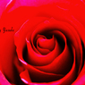 庭の薔薇