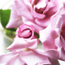 庭の薔薇(マダムビィオレ）
